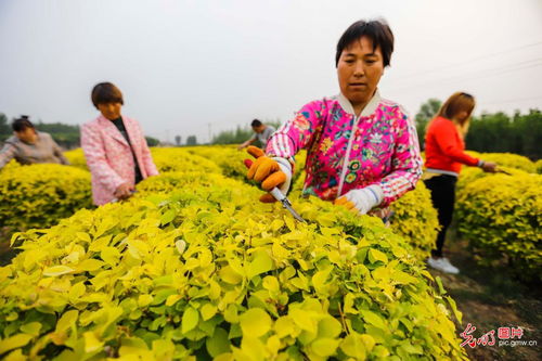河北遵化 景觀苗木錢景廣闊，樹木種植經營大有可為